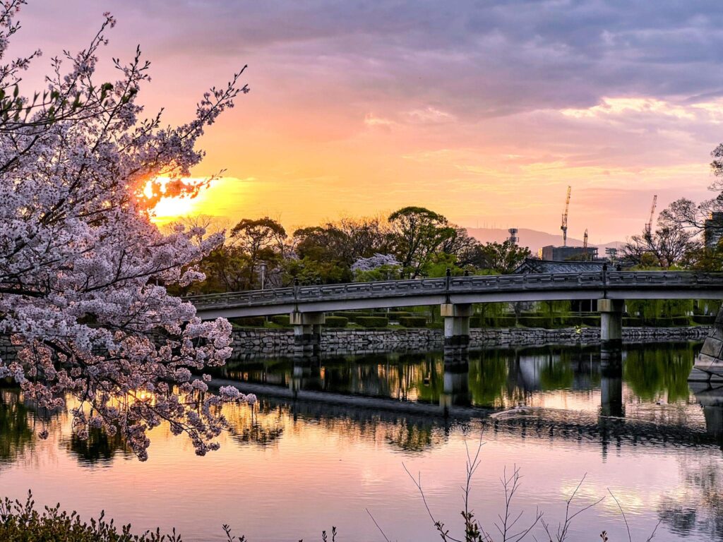 Cherry blossom petals drifting through the air at sunset, representing the Japanese concept of Mono no Aware.